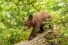 Minnesota-black bear cub-captive Art Print